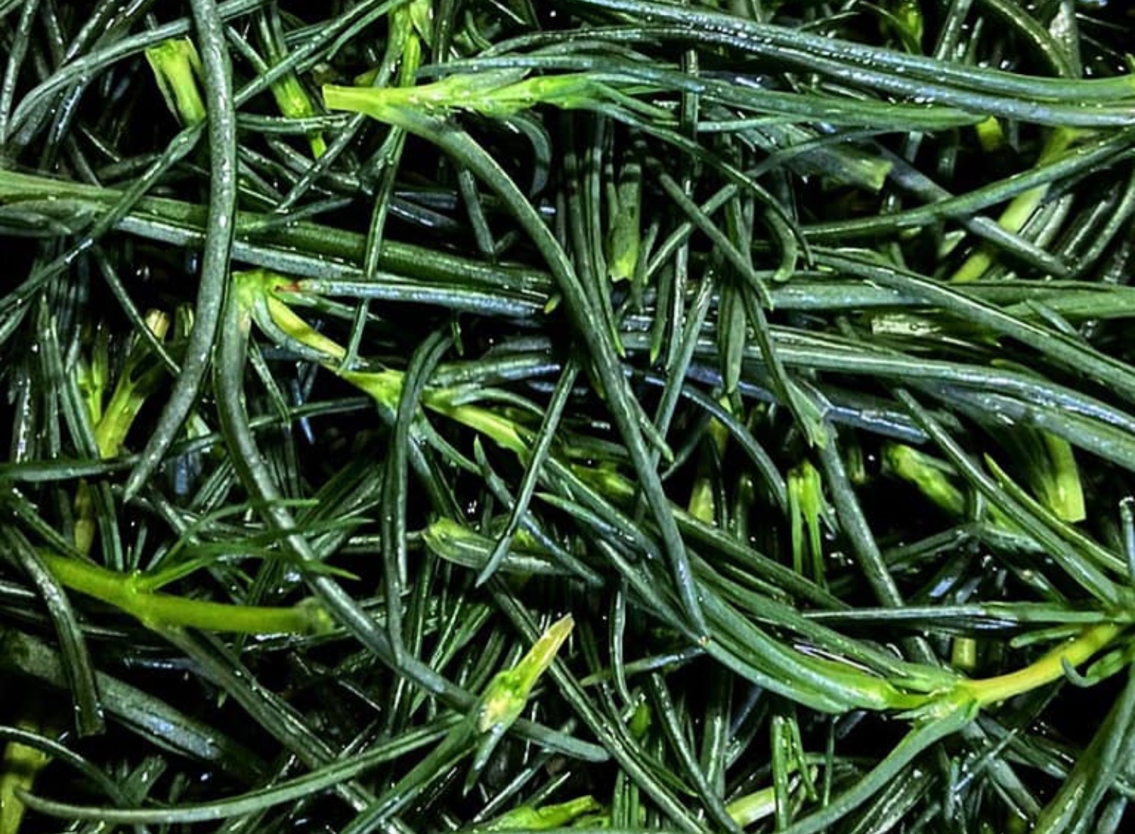 agretti agretti