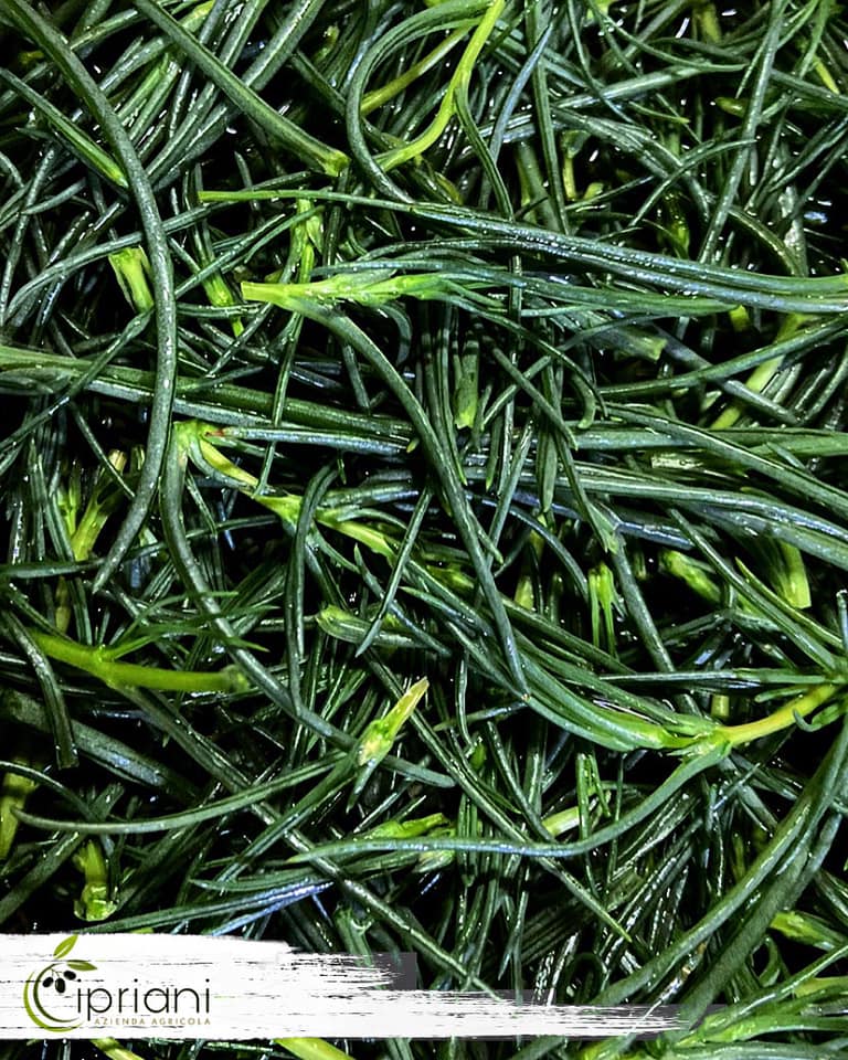 agretti freschi