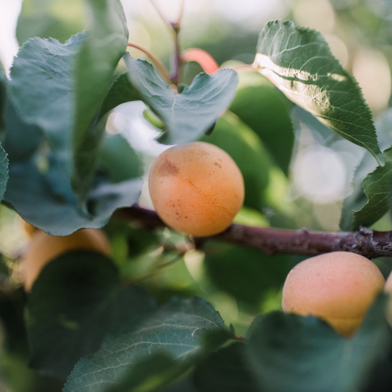 albicocche sull'albero