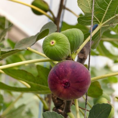 ramo di albero di fichi con fichi che crescono